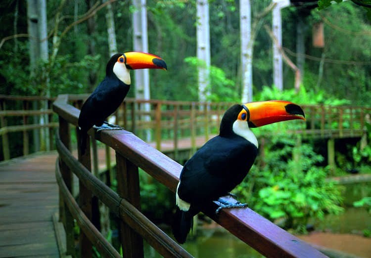 Transporte Parque das Aves